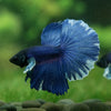 Dumbo Halfmoon - 13 weeks old