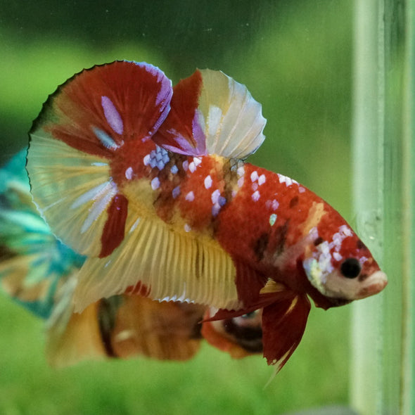 Multicolor/Galaxy Koi Plakat -15 weeks Old