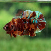 Multicolor/Galaxy Koi Plakat -15 weeks Old