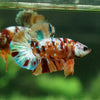 Copper/Gold Galaxy Koi Plakat - 14Weeks Old