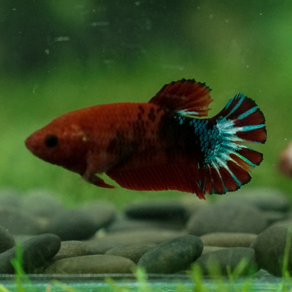 Red Fancy Plakat 13 Week Old- Female