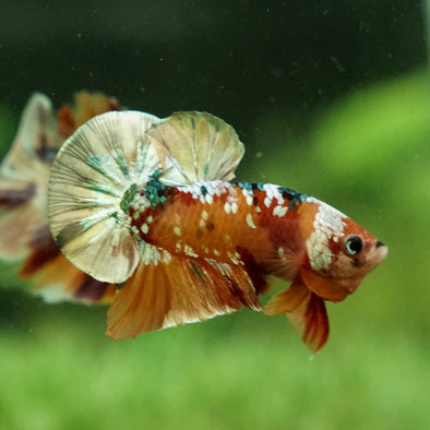 Copper/Gold Galaxy Koi Plakat - 13Weeks Old