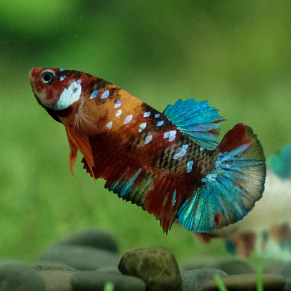 Multicolor Koi Plakat - Female