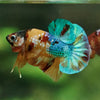 Multicolor/Galaxy Koi Plakat -15 weeks Old