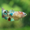 Multicolor/ Galaxy Koi Plakat- Female- 13 Weeks Old