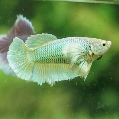 Dumbo Halfmoon - Female