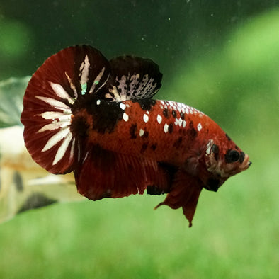 Multicolor/Galaxy Koi Plakat -15 weeks Old