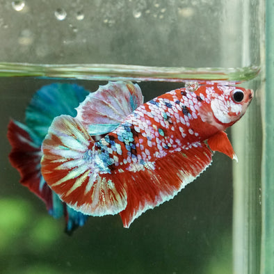 Multicolor/Galaxy Koi Plakat -14 weeks Old