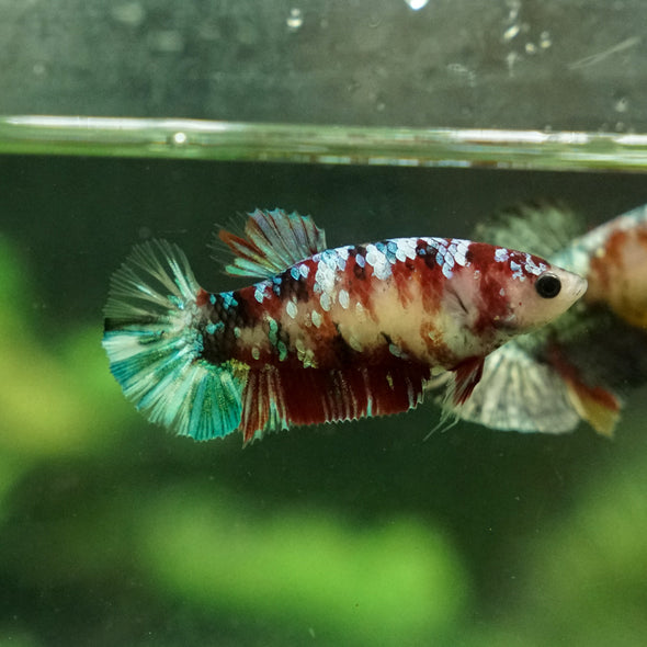 Multicolor/galaxy Koi Plakat- Female