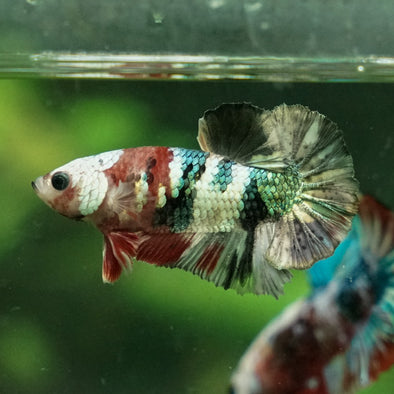 Multicolor/Galaxy Koi Plakat -11 weeks Old