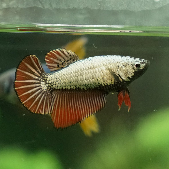 Halfmoon - Female