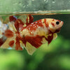 Multicolor/Galaxy Koi Plakat -15 weeks Old