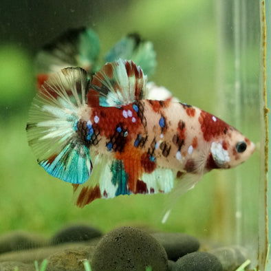 Multicolor/Galaxy Koi Plakat -13 weeks Old