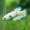 Blue/Green Dalmatian Plakat- Female