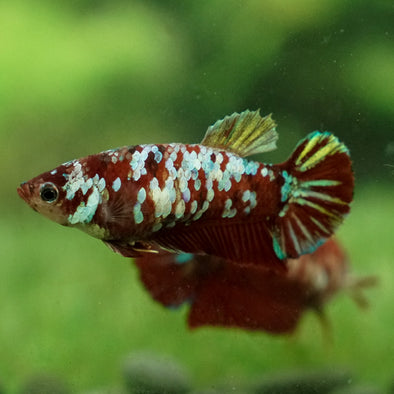 Multicolor/galaxy Koi Plakat- Female