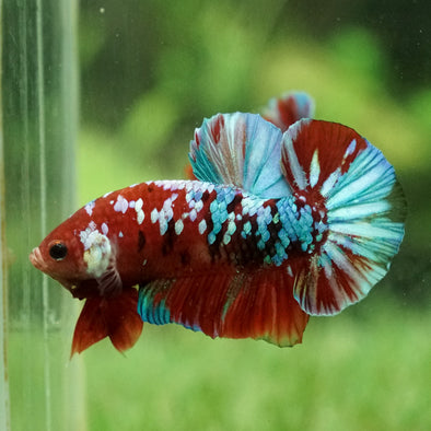 Multicolor/Galaxy Koi Plakat -14 weeks Old