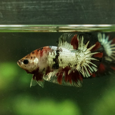 Koi Galaxy Plakat - 8 weeks old