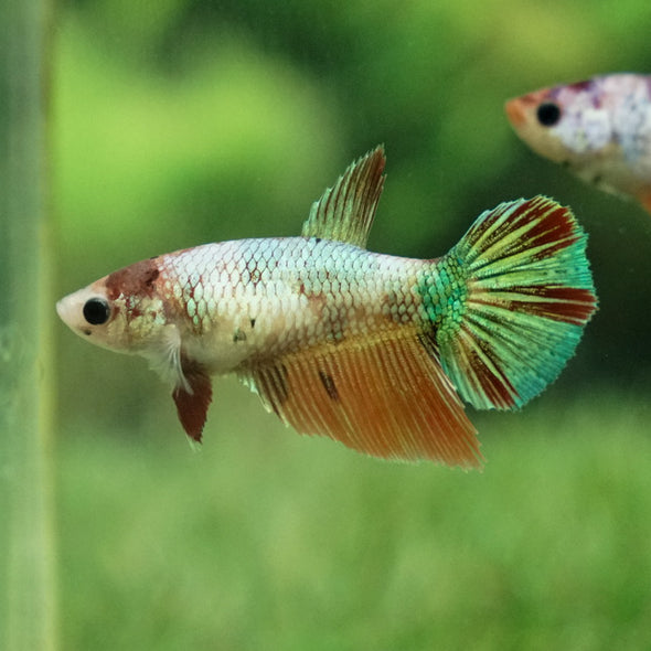 Koi Halfmoon Female - 12 weeks old