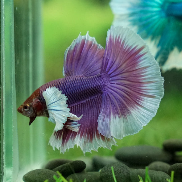 Dumbo Halfmoon - 12 weeks old