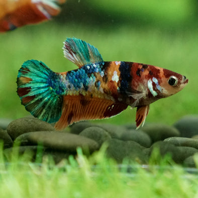 Multicolor/galaxy Koi Plakat- Female