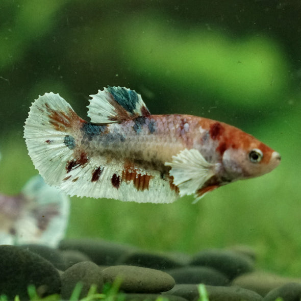 Candy Dumbo- Female
