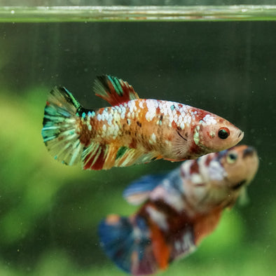 Galaxy Koi Plakat- Female