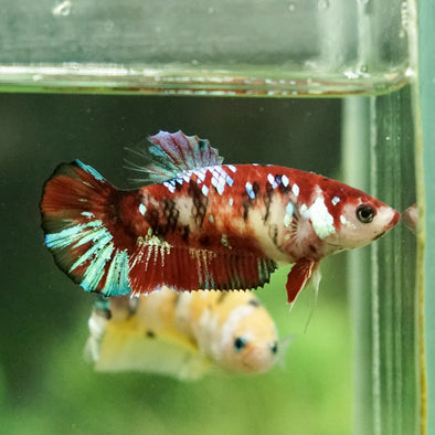 Multicolor/galaxy Koi Plakat- Female