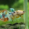 Multicolor/Galaxy Koi Plakat -13 weeks Old