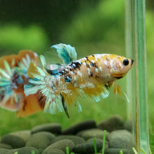 Multicolor/Galaxy Koi Plakat -13 weeks Old