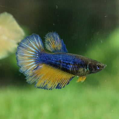Mustard Gas Halfmoon - Female