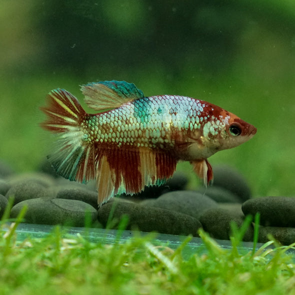 Multicolor Galaxy Halfmoon- Female