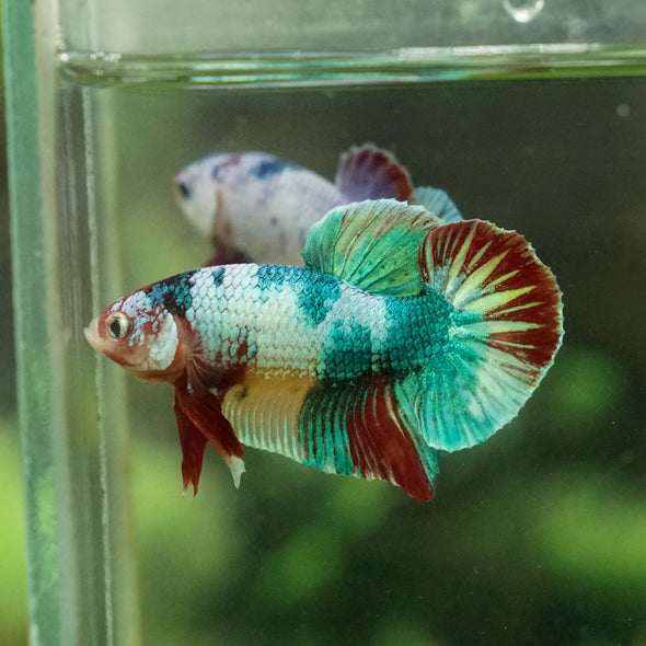 Multicolor/Galaxy Koi Plakat -15 weeks Old