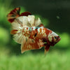 Copper/Gold Galaxy Koi Plakat - 13Weeks Old