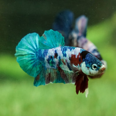 Multicolor/Galaxy Koi Plakat -15 weeks Old