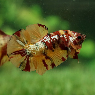 Giant Multicolor/ Galaxy Koi-15 weeks Old