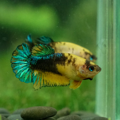 Yellow Fancy Plakat 13 Week Old- Female