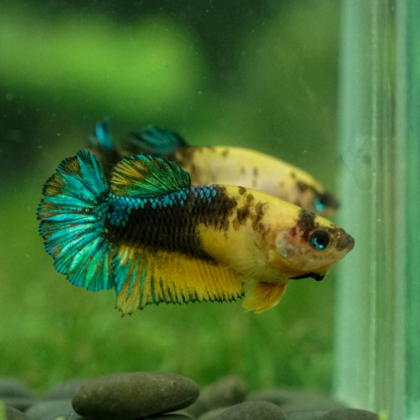Yellow Fancy Plakat 13 Week Old- Female