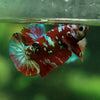 Multicolor/Galaxy Koi Plakat -15 weeks Old