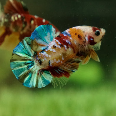 Multicolor/Galaxy Koi Plakat -12 weeks Old