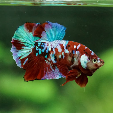 Multicolor/Galaxy Koi Plakat -14 weeks Old