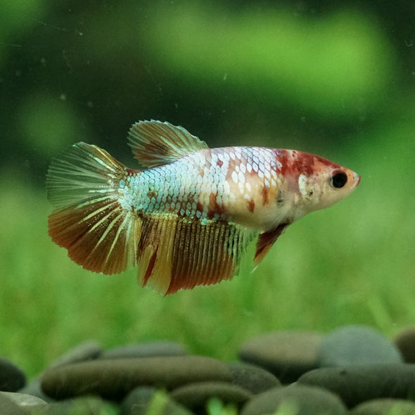 Koi Halfmoon - Female