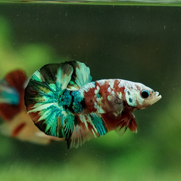 Multicolor/Galaxy Koi Plakat -11 weeks Old