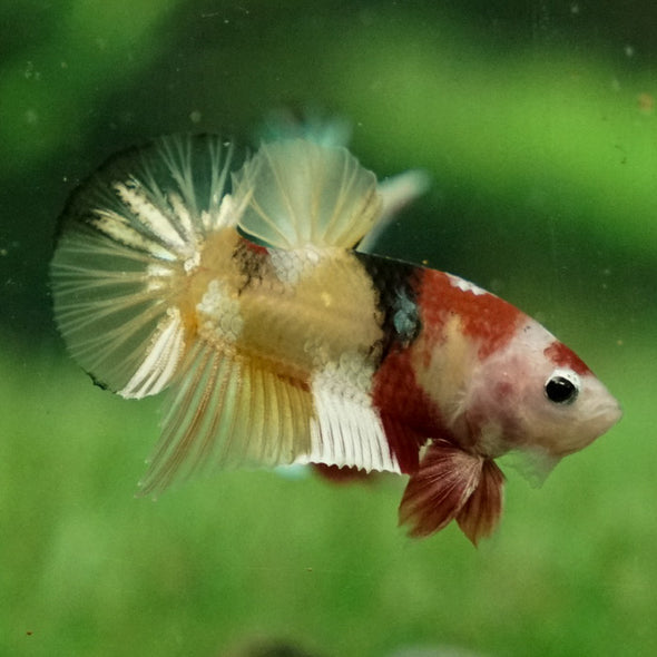 Multicolor/Galaxy Koi Plakat -11 weeks Old