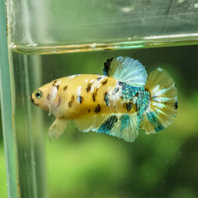 Multicolor/galaxy Koi Plakat- Female