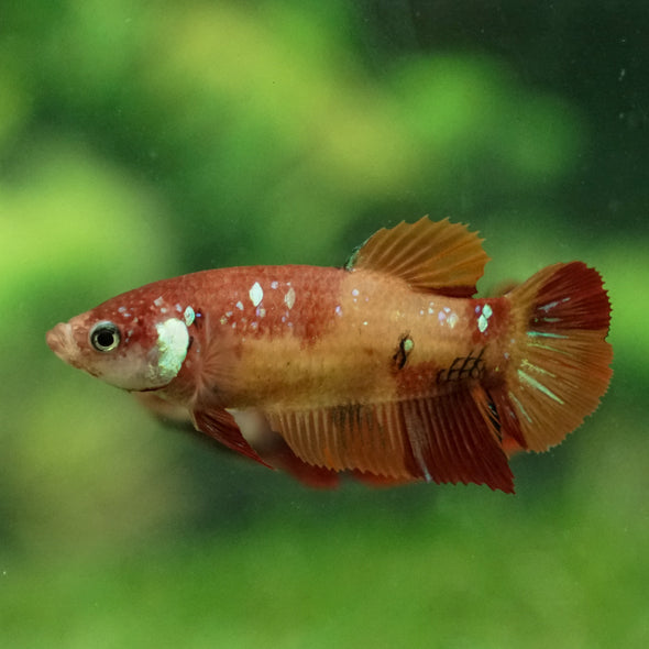 Multicolor/ Galaxy Koi Plakat- Female- 16 Weeks Old