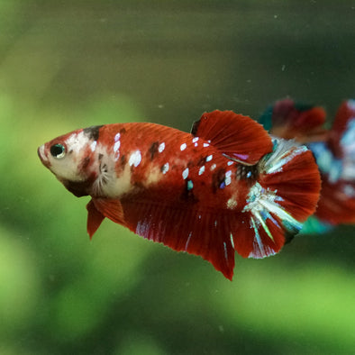 Multicolor/galaxy Koi Plakat- Female