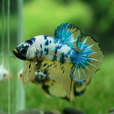 Multicolor/Galaxy Koi Plakat - 13Weeks Old