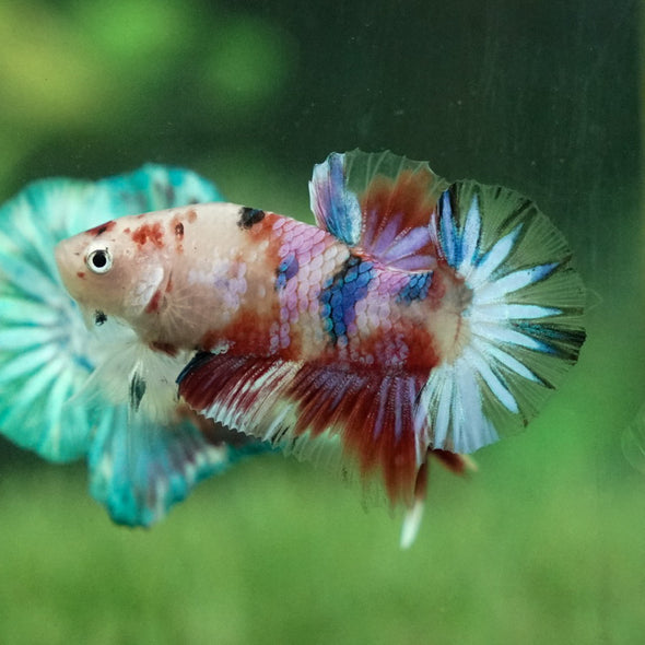 Multicolor/Galaxy Koi Plakat -11 weeks Old