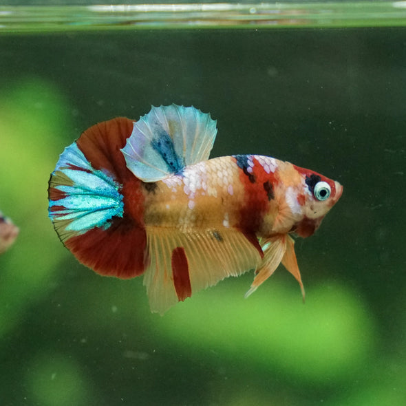 Multicolor/Galaxy Koi Plakat -11 weeks Old