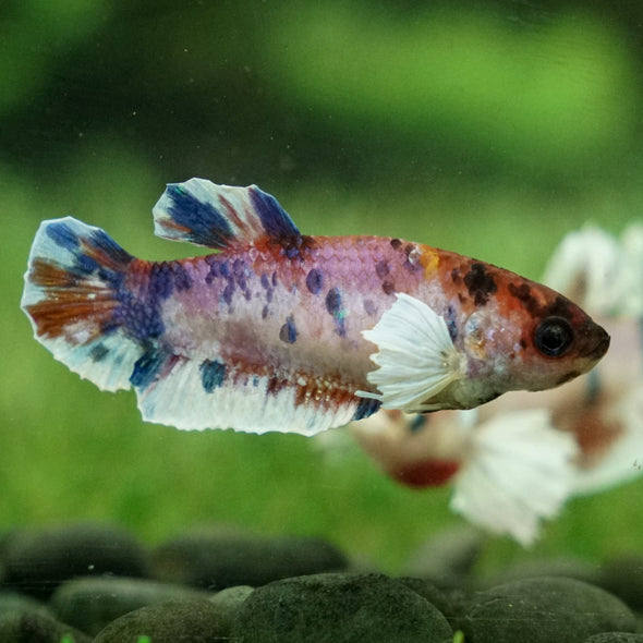 Multicolor/galaxy Dumbo Koi Plakat- Female